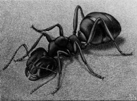 /album/m-c-escher/ant-1943-lithograph-jpg/